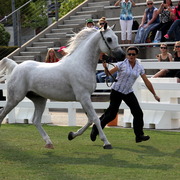 2013 Arabian Showcase @ Equitana Australia 