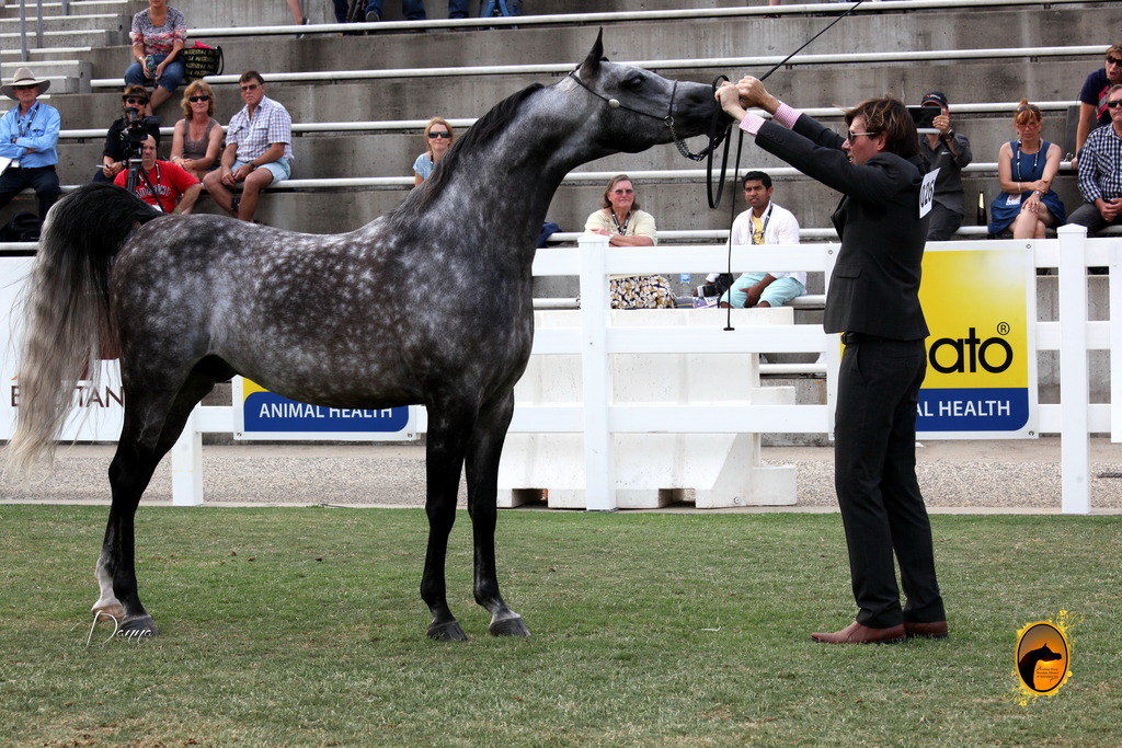 2013 Arabian Showcase @ Equitana Australia 