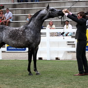2013 Arabian Showcase @ Equitana Australia 