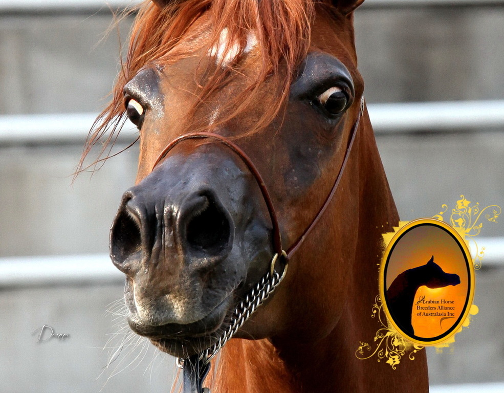2013 Arabian Showcase @ Equitana Australia 