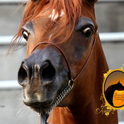 2013 Arabian Showcase @ Equitana Australia 