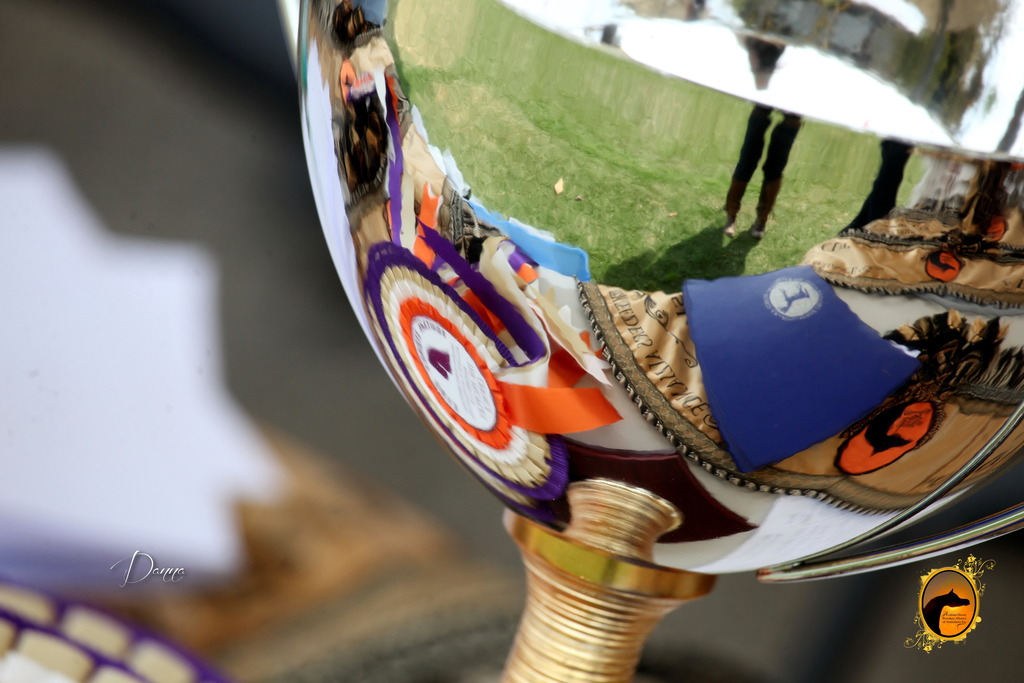 2013 Arabian Showcase @ Equitana Australia 