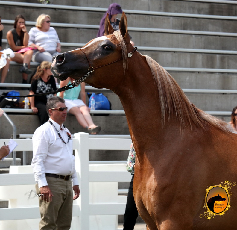 2013 Arabian Showcase @ Equitana Australia 
