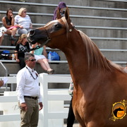 2013 Arabian Showcase @ Equitana Australia 