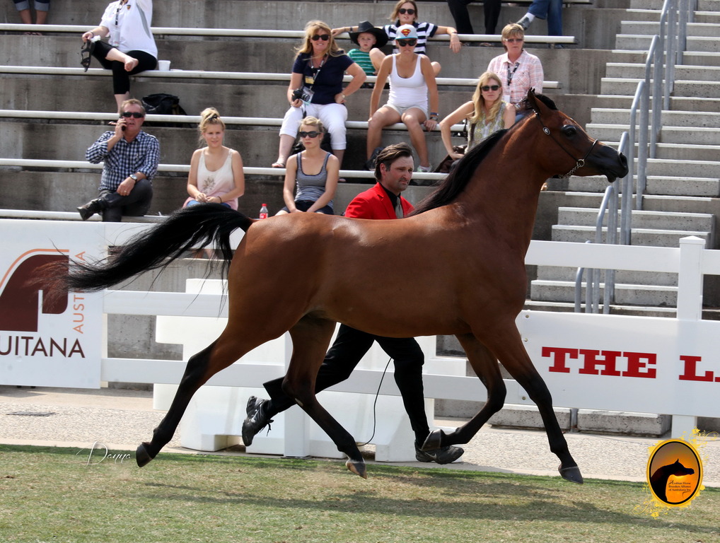 2013 Arabian Showcase @ Equitana Australia 