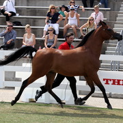 2013 Arabian Showcase @ Equitana Australia 