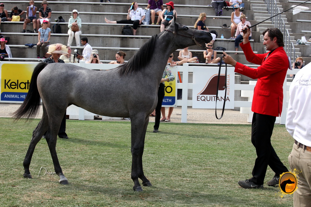 2013 Arabian Showcase @ Equitana Australia 