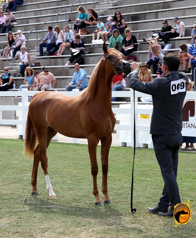 2013 Arabian Showcase @ Equitana Australia 