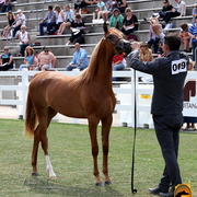 2013 Arabian Showcase @ Equitana Australia 