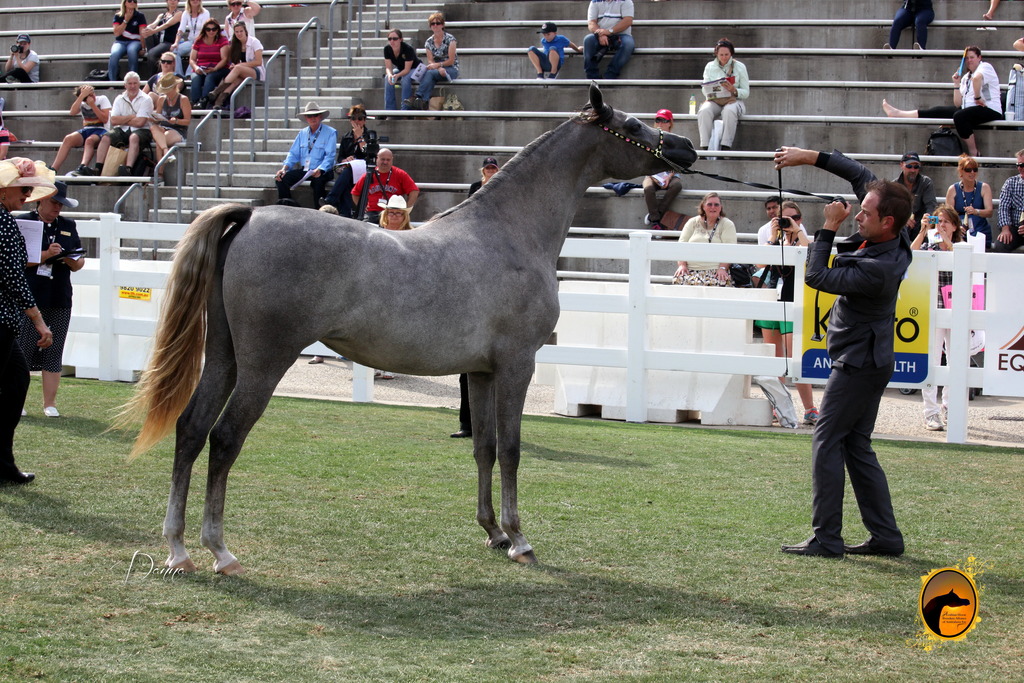 2013 Arabian Showcase @ Equitana Australia 