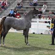 2013 Arabian Showcase @ Equitana Australia 