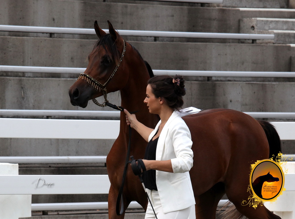 2013 Arabian Showcase @ Equitana Australia 