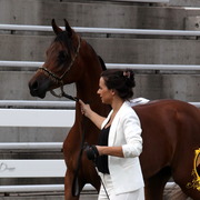 2013 Arabian Showcase @ Equitana Australia 