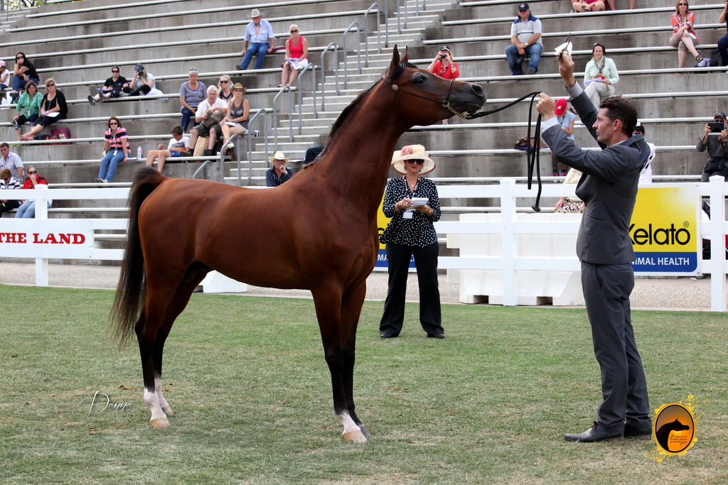 2013 Arabian Showcase @ Equitana Australia 