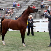 2013 Arabian Showcase @ Equitana Australia 