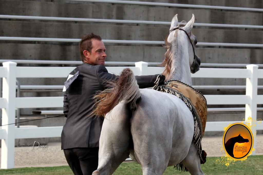 2013 Arabian Showcase @ Equitana Australia 
