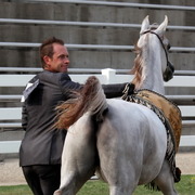 2013 Arabian Showcase @ Equitana Australia 