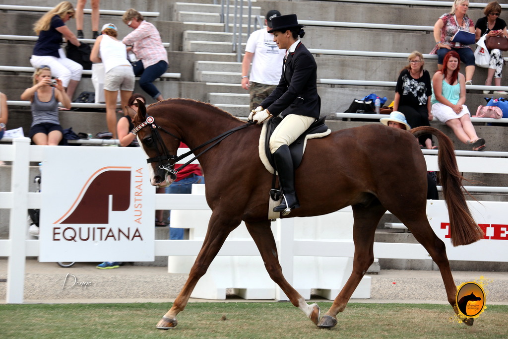 2013 Arabian Showcase @ Equitana Australia 