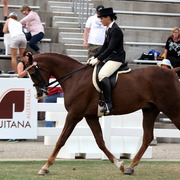 2013 Arabian Showcase @ Equitana Australia 