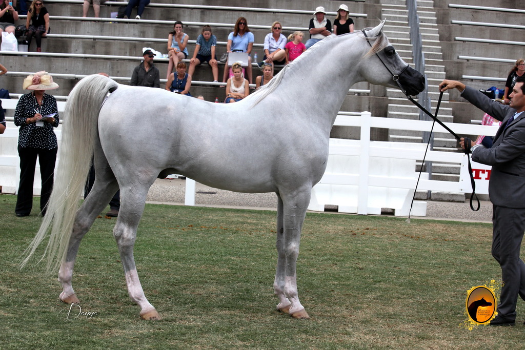 2013 Arabian Showcase @ Equitana Australia 