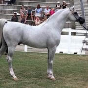 2013 Arabian Showcase @ Equitana Australia 