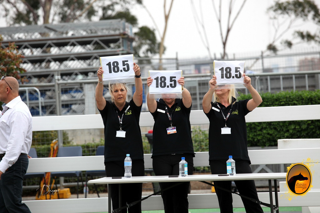 2013 Arabian Showcase @ Equitana Australia 