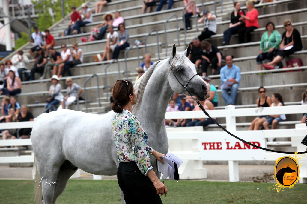 2013 Arabian Showcase @ Equitana Australia 