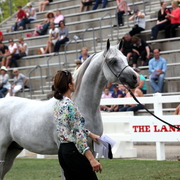 2013 Arabian Showcase @ Equitana Australia 