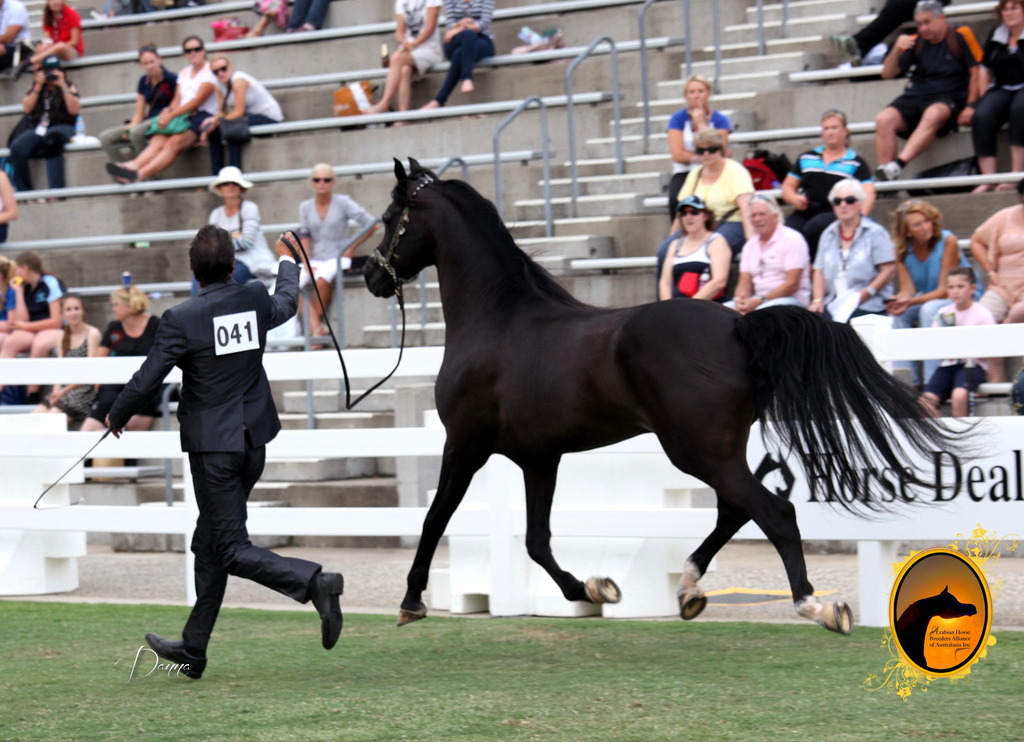 2013 Arabian Showcase @ Equitana Australia 