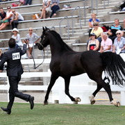 2013 Arabian Showcase @ Equitana Australia 
