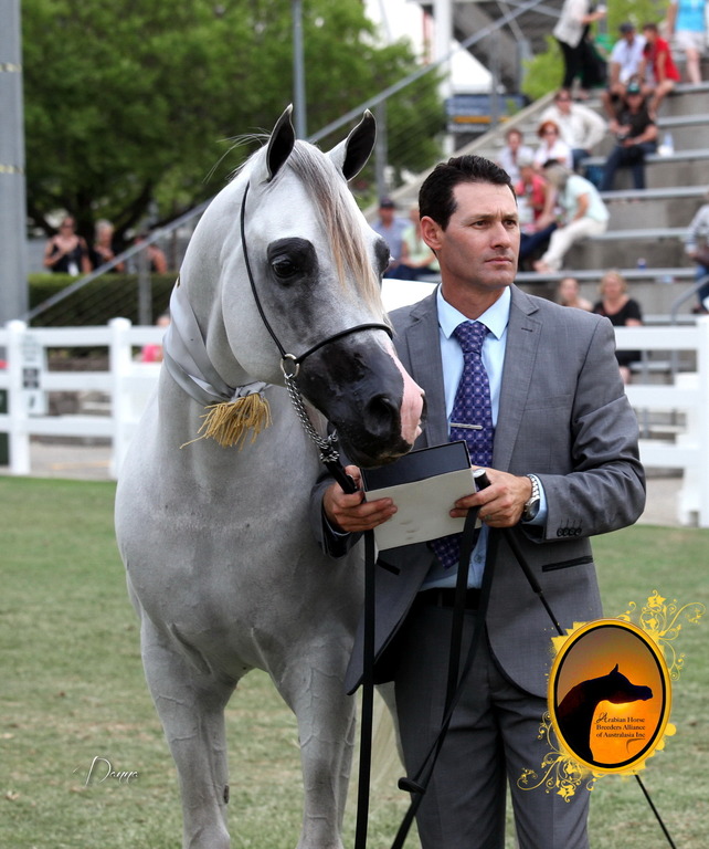 2013 Arabian Showcase @ Equitana Australia 