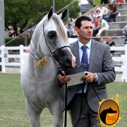 2013 Arabian Showcase @ Equitana Australia 