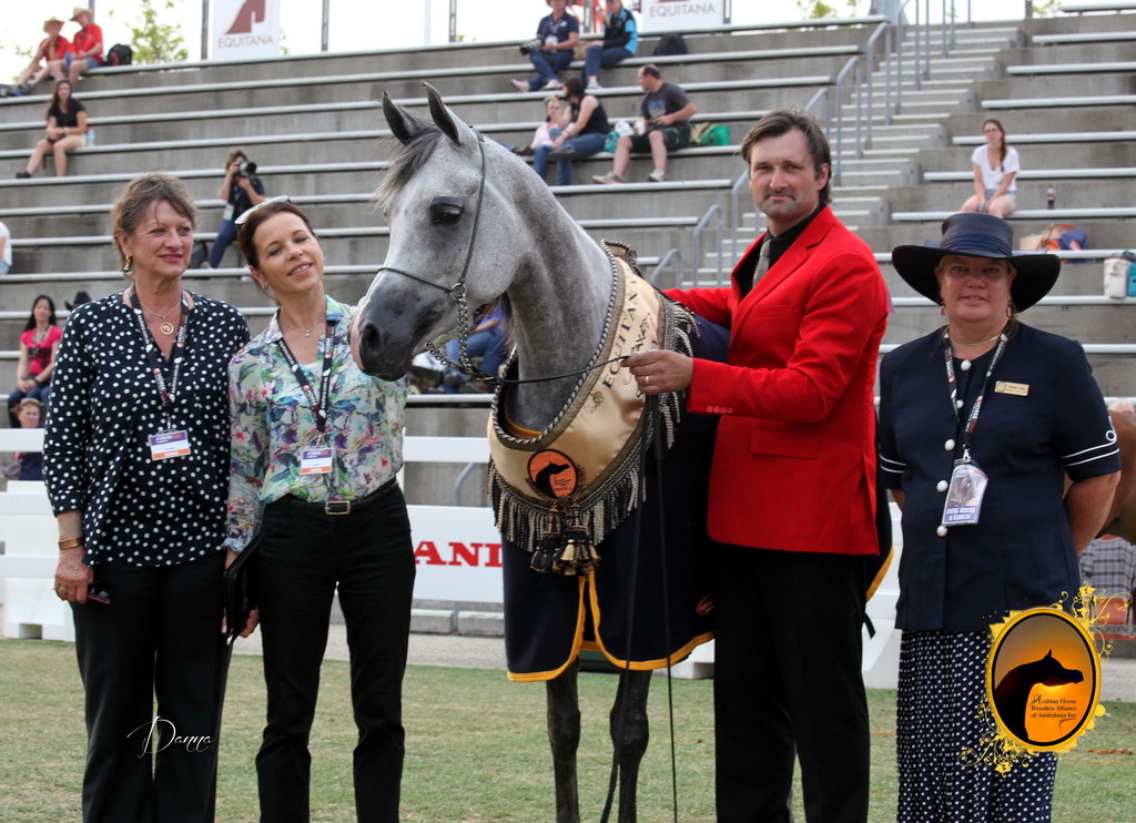 2013 Arabian Showcase @ Equitana Australia 