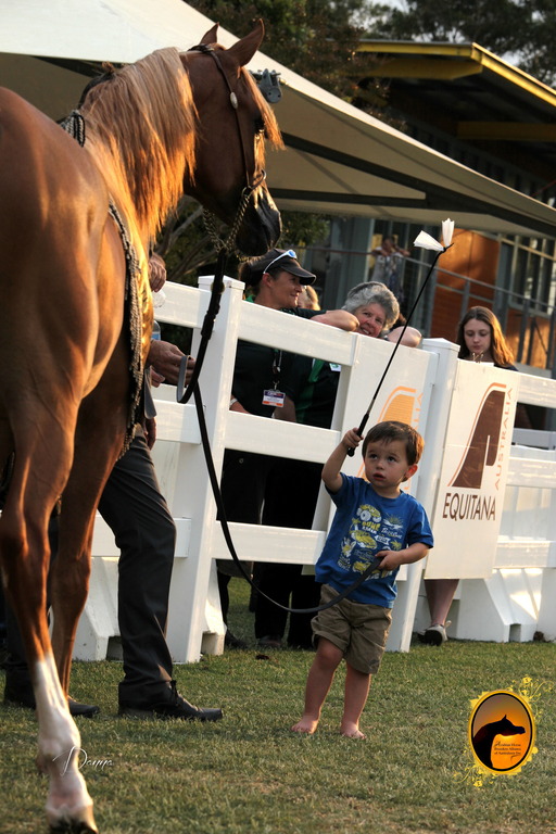 2013 Arabian Showcase @ Equitana Australia 