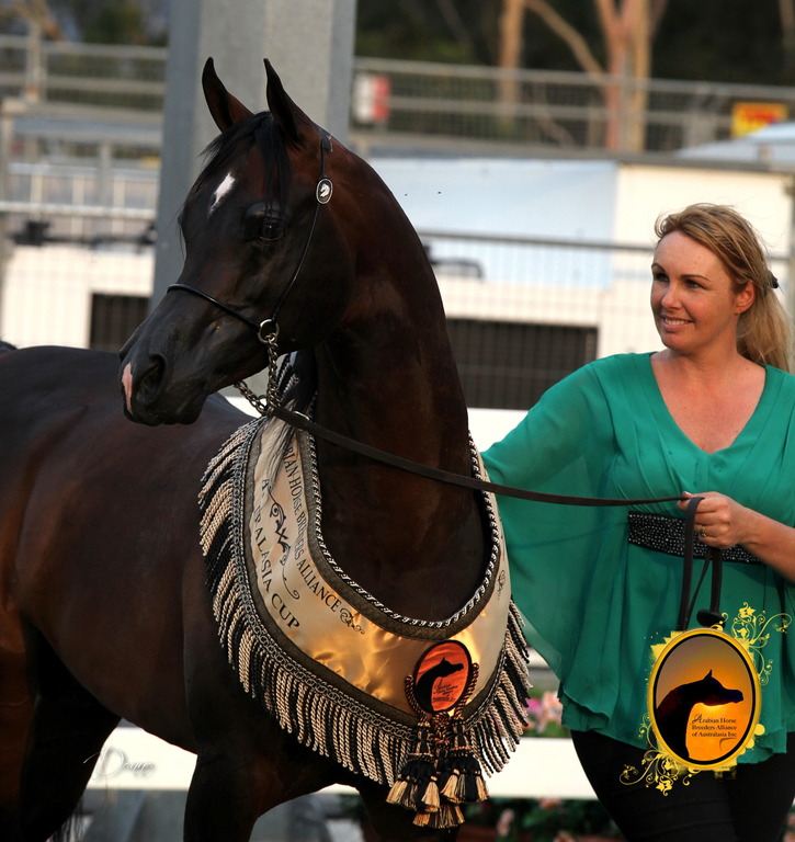 2013 Arabian Showcase @ Equitana Australia 