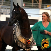 2013 Arabian Showcase @ Equitana Australia 
