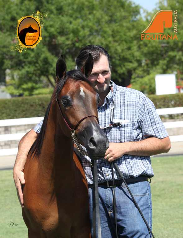 2013 Arabian Showcase @ Equitana Australia 