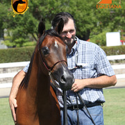 2013 Arabian Showcase @ Equitana Australia 