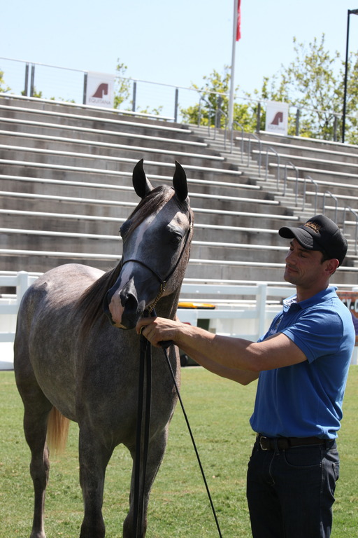 2013 Arabian Showcase @ Equitana Australia 