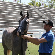 2013 Arabian Showcase @ Equitana Australia 