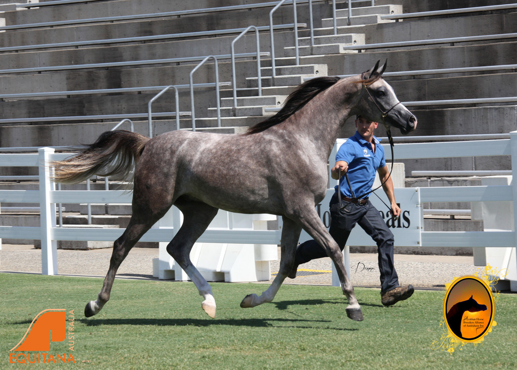 2013 Arabian Showcase @ Equitana Australia 
