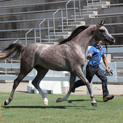 2013 Arabian Showcase @ Equitana Australia 