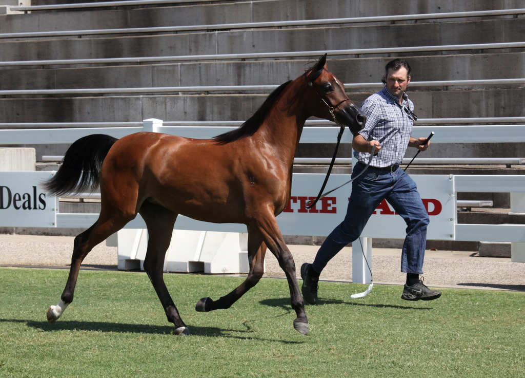 2013 Arabian Showcase @ Equitana Australia 