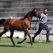 2013 Arabian Showcase @ Equitana Australia 