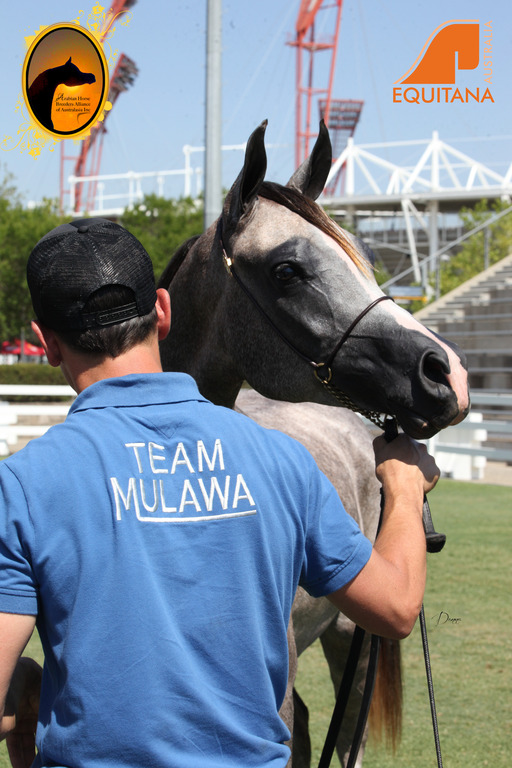 2013 Arabian Showcase @ Equitana Australia 