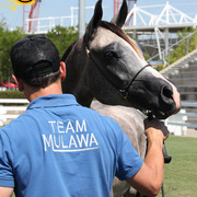 2013 Arabian Showcase @ Equitana Australia 