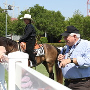 2013 Arabian Showcase @ Equitana Australia 