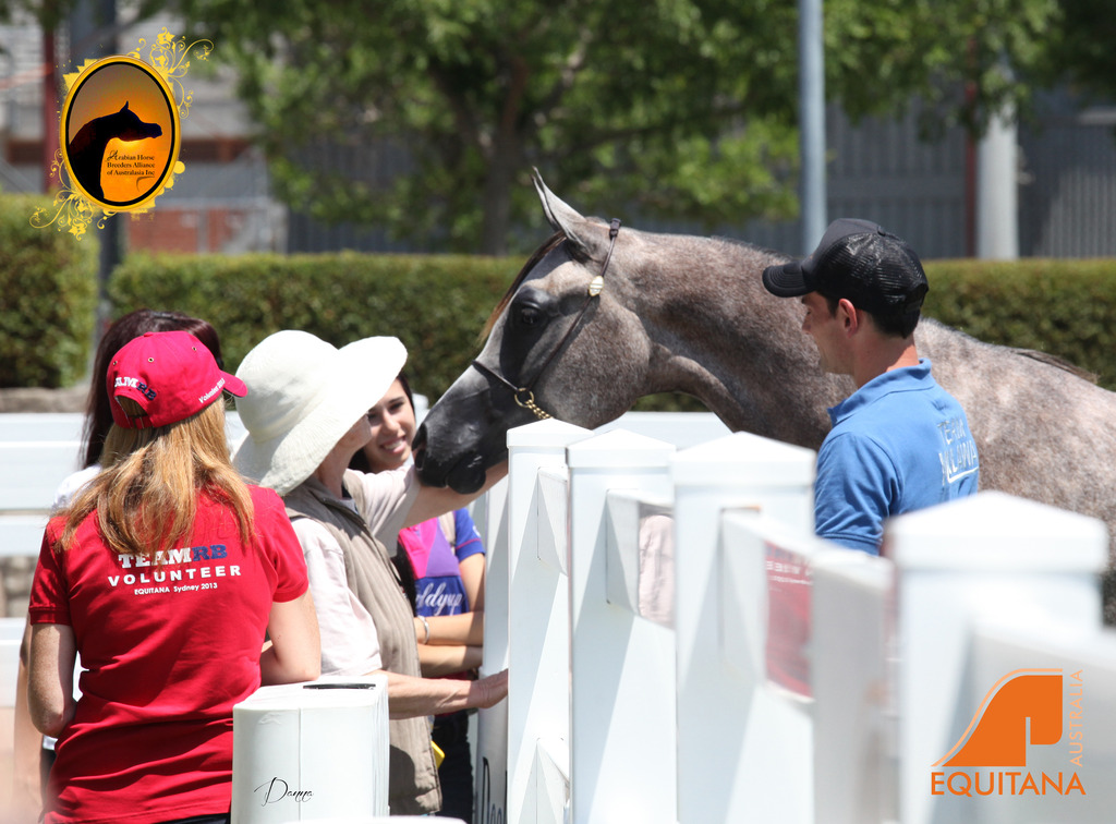 2013 Arabian Showcase @ Equitana Australia 
