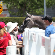 2013 Arabian Showcase @ Equitana Australia 