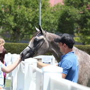 2013 Arabian Showcase @ Equitana Australia 
